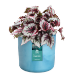 the ocean collection round 16cm atlantic blue